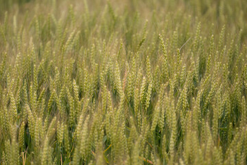 収穫時期の麦畑