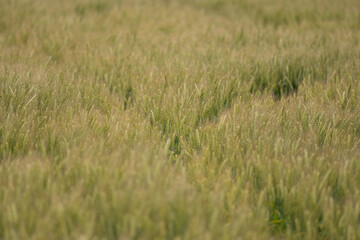 収穫時期の麦畑