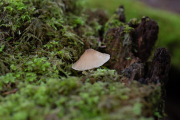 苔と小さなキノコをマクロレンズで撮影