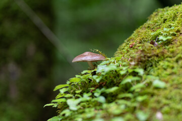 森に生えた小さなキノコ