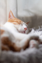 可愛い猫の寝顔　茶トラ白