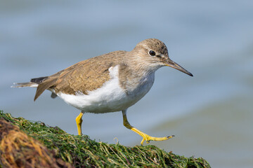 A Common Sandpiper walking near water looking for food