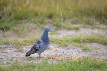 Obraz premium A Domestic pigeon standing on the ground