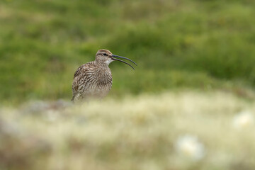 Eurasian whimbrel (Numenius phaeopus) in the wild