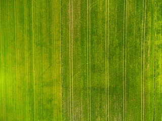 Top view of green field