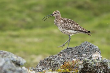 Eurasian whimbrel (Numenius phaeopus) in the wild