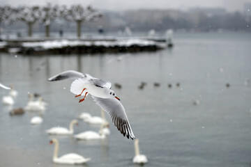 Mouette survolant les rives du lac de Genève en hiver