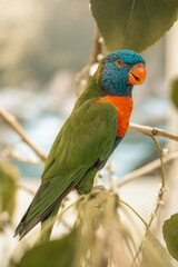 Rainbow Lorikeet tropical bird, jungle parrot colourful feathers beautiful colorful birds, cute blue feathers, green feather