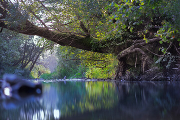 reflection of trees in water