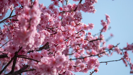 pink flower and the blue sky