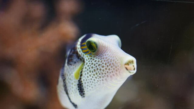 Sea fish. Valentine's Sharpnosed Puffer, Canthigaster valentini