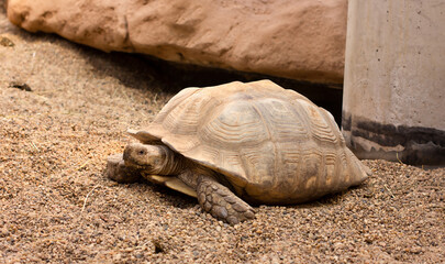 Big turtle in the zoo