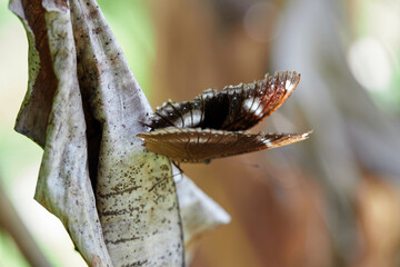 Close-up view black butterfly perching on dry leaf