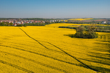 Aerial landscape of the yellow rapeseed field under blue sky, Poland