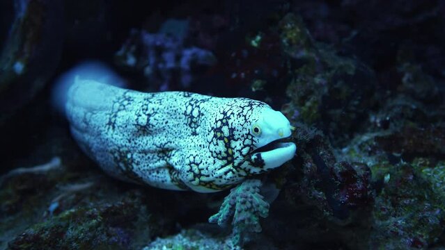 Snowflake moray eel also known as the clouded moray, Echidna nebulosa