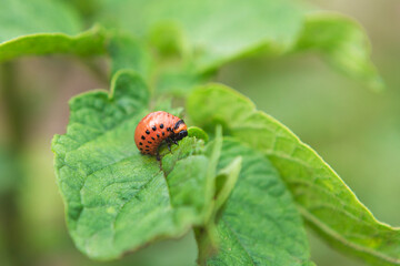 The Colorado potato beetle feast on potato leaves and plant damage