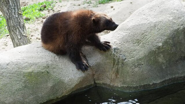 Wolverine drinks water, Gulo gulo.