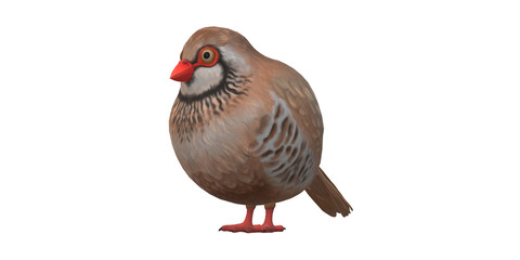 Partridge Bird isolated on a Transparent Background