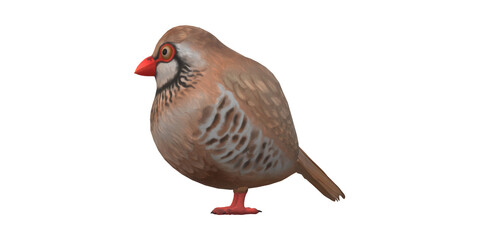 Partridge Bird isolated on a Transparent Background