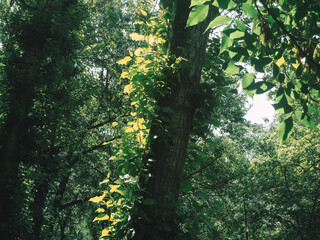 sun rays in the forest