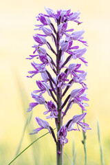 Obraz premium Helm-Knabenkraut (Orchis militaris), blühend im Warmtal