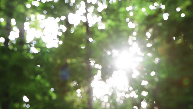 Fresh morning sunlight shining through green branches and leaves swaying in the clear and clean summer breeze, fresh morning air, beautiful nature and birdsong, and a relaxing walk. ASMR
