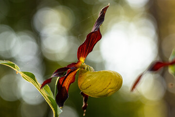 Frauenschuh rotbrauner (Cypripedium calceolus), blühend im Warmtal