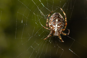 Spider Araneus diadematus with a cross on its back on a web against a tree background