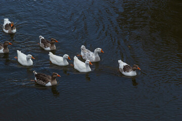 Domestic geese swim in the river. A flock of domestic geese on the river on a hot sunny summer day