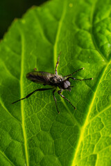 Aquilegia sawfly called also columbine sawfly Pristiphora rufipes. Common pest of currants and gooseberries in gardens and cultivated plantations
