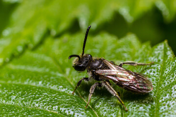 Closeup on a female furrow banded sweat bee, Lasioglossum zonulum, on a green leaf