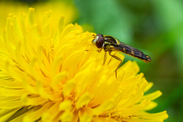 The female longfly Sphaerophoria scripta sits on a dandelion petal