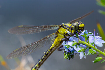 Dragonfly Gomphus vulgatissimus in front of green background macro shot with dew. on the wings. Blue flowers in the morning of a sunny summer day