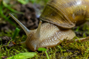 Helix pomatia also Roman snail, Burgundy snail, edible snail or escargot, is a species of large, edible, air-breathing land snail, a terrestrial pulmonate gastropod mollusk in the family Helicidae