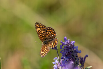 A Knapweed fritillary butterfly (Melitaea phoebe) on Catmint flowers.