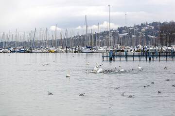 La rade de Genève en hiver