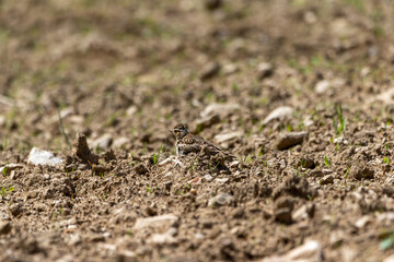 A Woodlark ( Lullula arborea) camouflaged in a field.