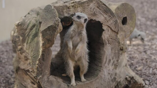 Meerkat in a zoo enclosure 4K video nature and wildlife African mammal, mongoose footage cute animal