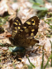 A beautiful closeup of a Butterfly that has landed in the bright and hot sunshine