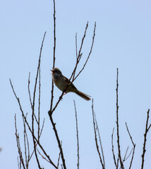 A beautiful animal portrait of a songbird perched on a tree