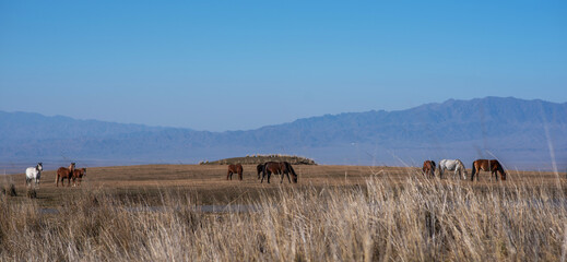 Horses grazing free in meadow with snow capped mountain backdrop. Beautiful herd of horses in the dry grass area.