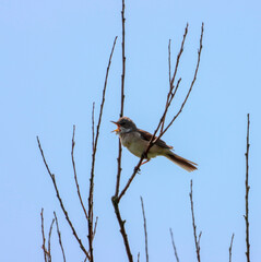 A beautiful animal portrait of a songbird perched on a tree