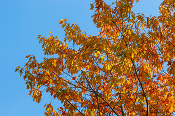 Yellow-green leaves of an autumn tree against a blue sky