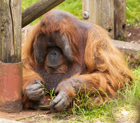 Orangutan deep in thought