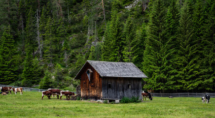 Cow farm in a mountain valley. Cows on mountain cow farm. Cow farm in mountains.