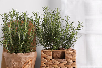 Aromatic green rosemary in pots on white background
