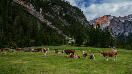 Switzerland landscape panorama with mountains and green hills. Beautiful mountain landscape. The Farm and pasture for cows in the Swiss mountains. Herd of cows grazing on alpine meadow in summer.