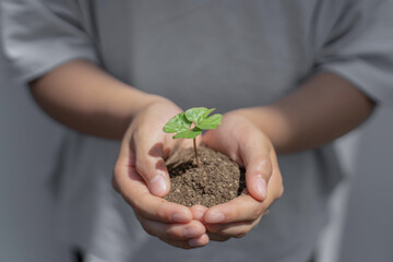 日本人の子どもの手のひらで若い植物を包む