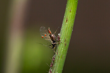 selective focus on a winged aphid called (alate) giving birth to a baby aphid