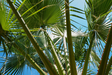 Palm trees against blue sky. Palm trees at tropical coast, coconut tree, summer tree. Coconut...